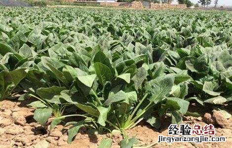 菠菜怎样种才高产 菠菜怎样种才高产呢