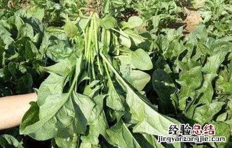 菠菜怎样种才高产 菠菜怎样种才高产呢