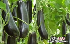 无公害茄子生产技术视频 无公害茄子生产技术