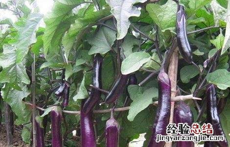 无公害茄子生产技术视频 无公害茄子生产技术
