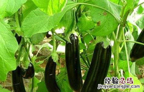 无公害茄子生产技术视频 无公害茄子生产技术