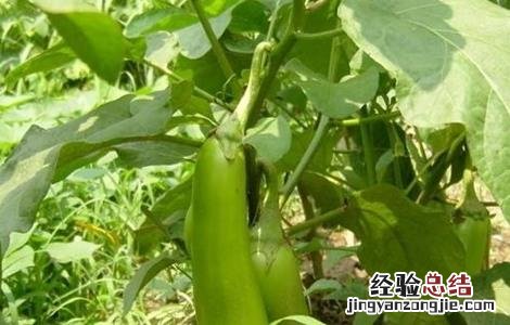 无公害茄子生产技术视频 无公害茄子生产技术