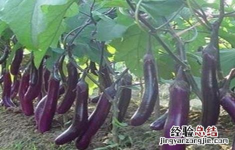 无公害茄子生产技术视频 无公害茄子生产技术