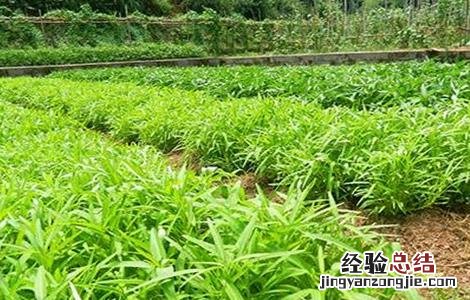 空心菜种植技术 空心菜种植方法 空心菜种植技术