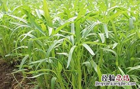 空心菜种植技术 空心菜种植方法 空心菜种植技术