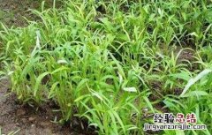 空心菜种植技术 空心菜种植方法 空心菜种植技术