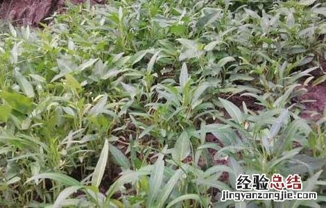 空心菜种植技术 空心菜种植方法 空心菜种植技术