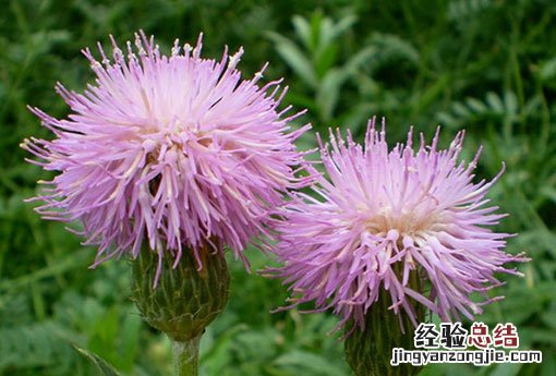 小蓟 小蓟对肾病的功效
