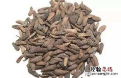 牛蒡子汤的几种做法窍门 牛蒡子汤的几种做法