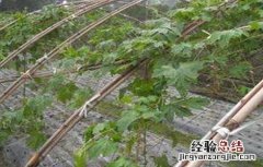 苦瓜施肥过多会怎样 苦瓜生长期施肥