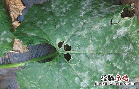 丝瓜叶子发白怎么回事 丝瓜叶子发白怎么回事图片