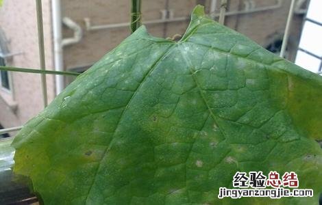 丝瓜叶子发白怎么回事 丝瓜叶子发白怎么回事图片