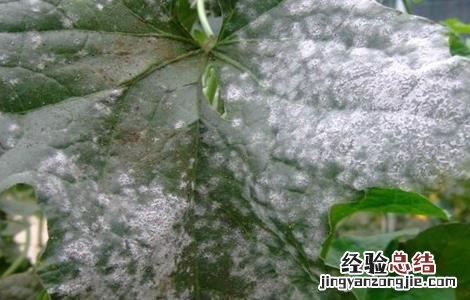 丝瓜叶子发白怎么回事 丝瓜叶子发白怎么回事图片