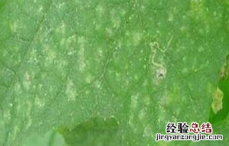 丝瓜叶子发白怎么回事 丝瓜叶子发白怎么回事图片