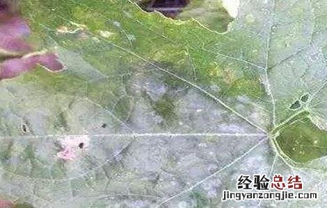 丝瓜叶子发白怎么回事 丝瓜叶子发白怎么回事图片