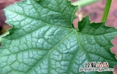 丝瓜叶子发白怎么回事 丝瓜叶子发白怎么回事图片