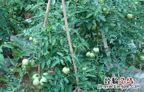 西红柿栽培技术和管理视频 西红柿栽培技术