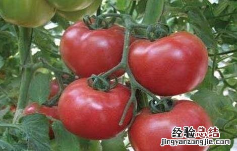 西红柿栽培技术和管理视频 西红柿栽培技术