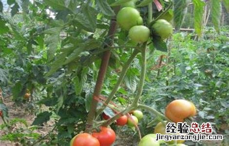 西红柿栽培技术和管理视频 西红柿栽培技术