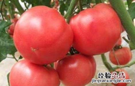 西红柿栽培技术和管理视频 西红柿栽培技术