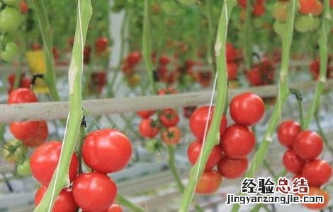 西红柿栽培技术和管理视频 西红柿栽培技术