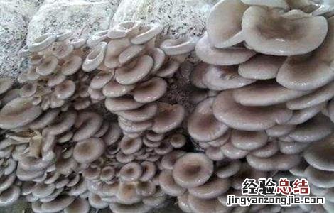 平菇栽培技术视频 平菇栽培技术