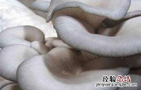 平菇栽培技术视频 平菇栽培技术