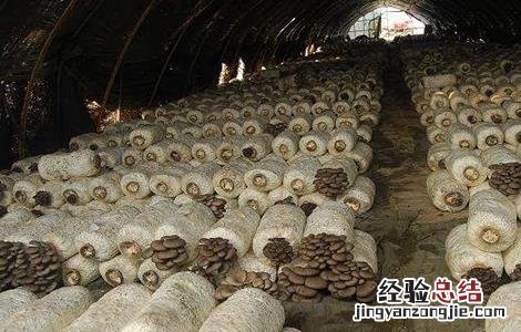平菇栽培技术视频 平菇栽培技术