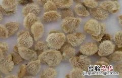 番茄种子催芽方法图片 番茄种子催芽方法