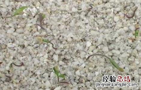 番茄种子催芽方法图片 番茄种子催芽方法