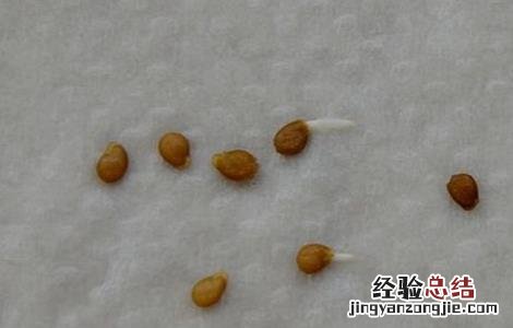 番茄种子催芽方法图片 番茄种子催芽方法