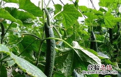 黄瓜栽培技术要点 黄瓜栽培技术要点是什么