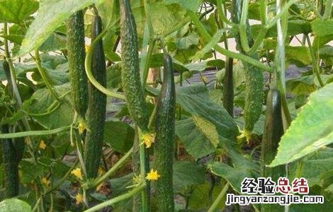 黄瓜栽培技术要点 黄瓜栽培技术要点是什么