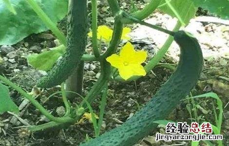 黄瓜栽培技术要点 黄瓜栽培技术要点是什么