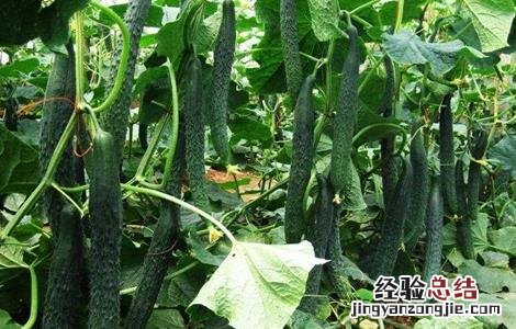 黄瓜栽培技术要点 黄瓜栽培技术要点是什么