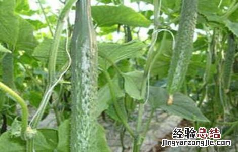 黄瓜栽培技术要点 黄瓜栽培技术要点是什么