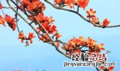木棉树代表什么象征意义 木棉树的寓意及象征