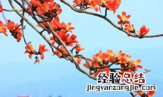 木棉树代表什么象征意义 木棉树的寓意及象征