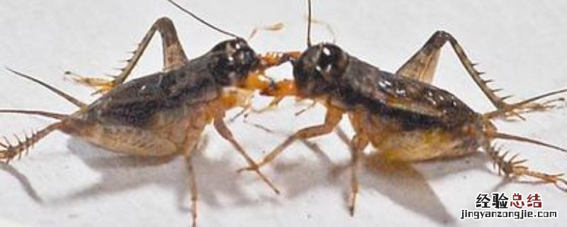 蟋蟀怎么赶走 房间进蟋蟀怎么赶走