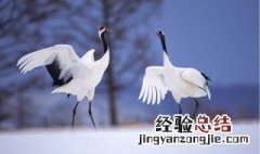 丹顶鹤为什么会濒危 丹顶鹤为什么会迁移