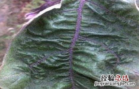 茄子卷叶怎么回事 茄子卷叶是什么毛病