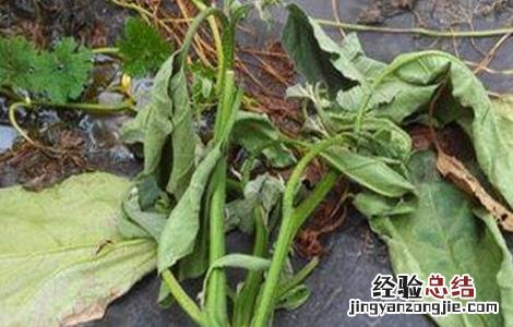 茄子卷叶怎么回事 茄子卷叶是什么毛病