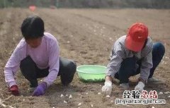 秋播大蒜栽培时间 秋播大蒜栽培