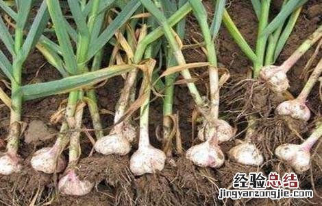 秋播大蒜栽培时间 秋播大蒜栽培