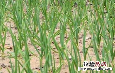 秋播大蒜栽培时间 秋播大蒜栽培