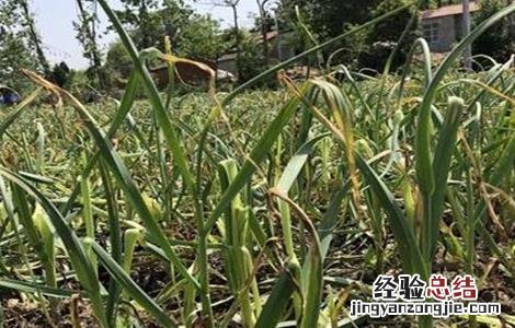 秋播大蒜栽培时间 秋播大蒜栽培