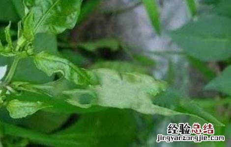 青椒叶子卷曲怎么回事儿 青椒叶子卷曲怎么回事