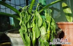 青椒叶子卷曲怎么回事儿 青椒叶子卷曲怎么回事