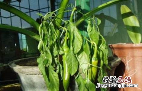 青椒叶子卷曲怎么回事儿 青椒叶子卷曲怎么回事