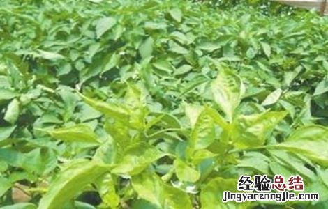 青椒叶子卷曲怎么回事儿 青椒叶子卷曲怎么回事
